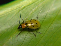 Diabrotica decempunctata