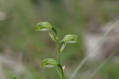 Pterostylis melagramma