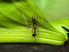 Neoponera aenescens
