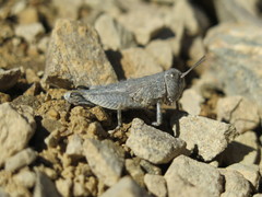 Brachaspis nivalis