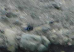 Brechmorhoga praecox