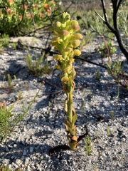Disa sabulosa