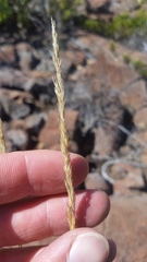 Agrostis sandwicensis