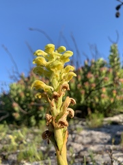 Disa sabulosa