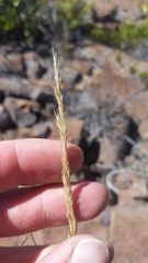 Agrostis sandwicensis