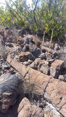 Agrostis sandwicensis