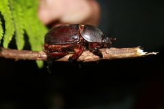 Heterogomphus