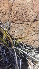 Agrostis sandwicensis