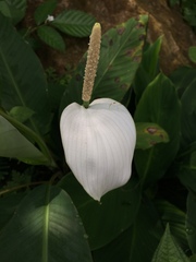 Spathiphyllum wallisii