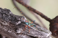 Litopus latipes dispar