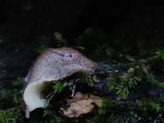 Tandonia rustica