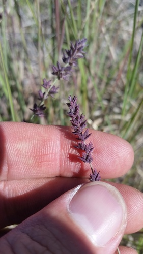 Eragrostis elongata