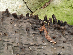 Ceratophaga vastella