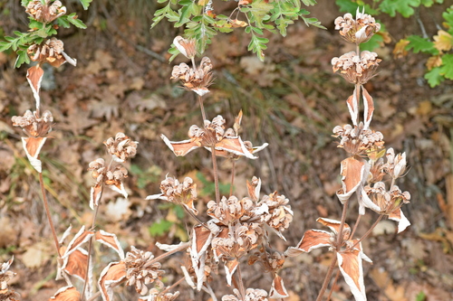 Phlomis samia, photograph 2