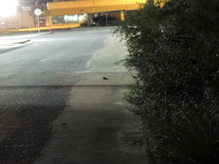 Phalaenoptilus nuttallii