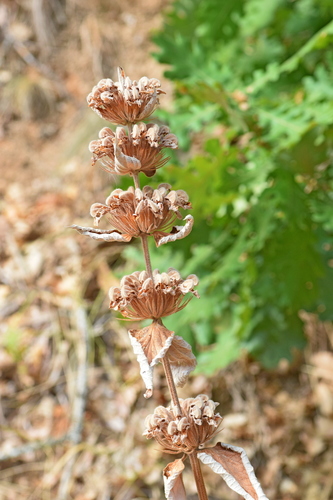 Phlomis samia, photograph 1