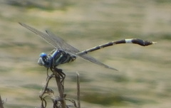 Phyllogomphoides nayaritensis