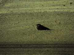 Phalaenoptilus nuttallii