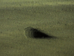 Phalaenoptilus nuttallii