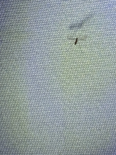 iNaturalist observation photo of Winged and Once-winged Insects