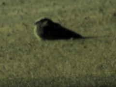 Phalaenoptilus nuttallii