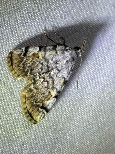 iNaturalist observation photo of American Idia Moth