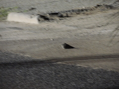 Phalaenoptilus nuttallii