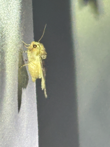 iNaturalist observation photo of Butterflies and Moths