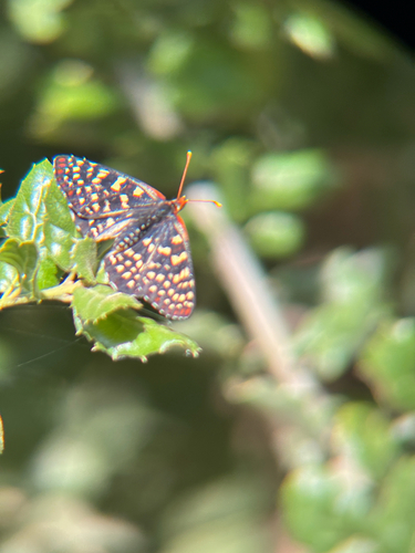 iNaturalist observation photo of Variable Checkerspot