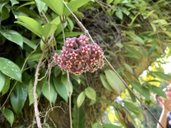 Hoya pubicalyx