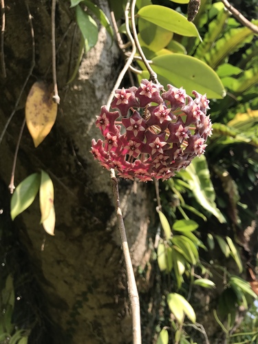 Hoya pubicalyx Merr. 2
