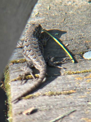 iNaturalist observation photo of Western Fence Lizard