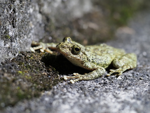 Kajika Frog, Buergeria buergeri