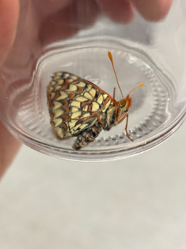 iNaturalist observation photo of Variable Checkerspot