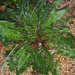Taraxacum officinale