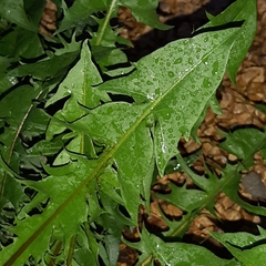 Taraxacum officinale