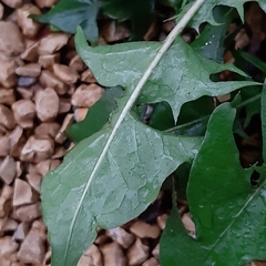 Taraxacum officinale