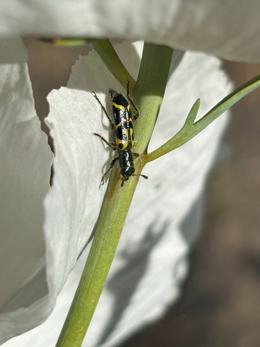 iNaturalist observation photo of Ornate Checkered Beetle