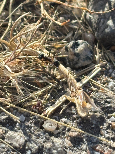 iNaturalist observation photo of Andre's Harvester Ant