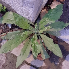 Erigeron sumatrensis