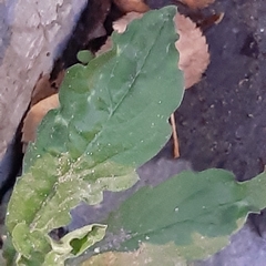 Erigeron sumatrensis