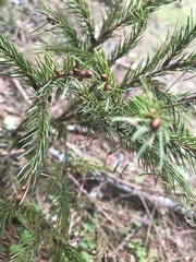 Picea morrisonicola