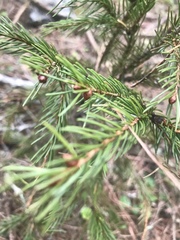 Picea morrisonicola
