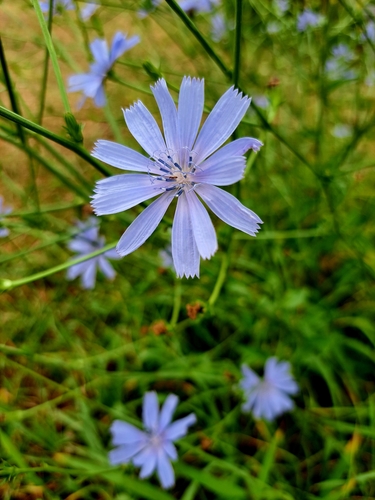 chicory