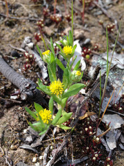 Triptilodiscus pygmaeus