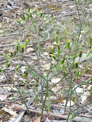 Senecio phelleus