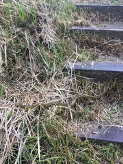 Achalinus formosanus