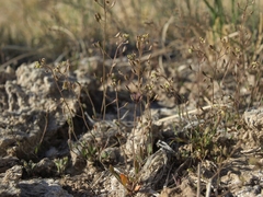 Hornungia procumbens
