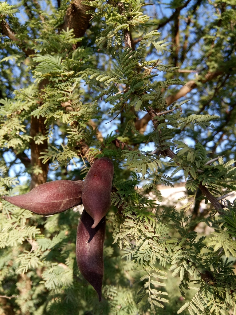 Vachellia caven, Zighoud Youcef, Algérie