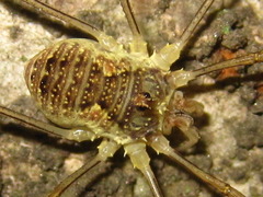 Oligolophus tienmushanensis